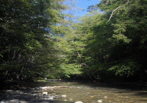 Redwood and Fir Trees over the Big Sur River