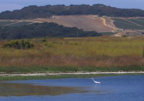 Snowy Egret in Elkhorn Slough lagoon